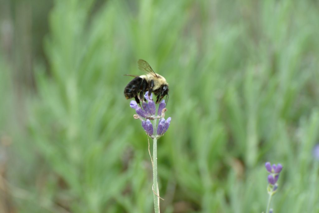 Bee on Lavendar