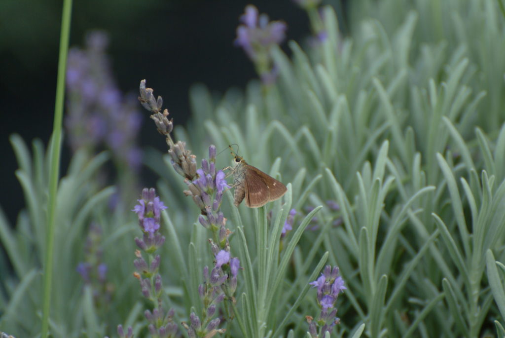 Mad Lavender Farm Installs Ground Mounted Solar Array